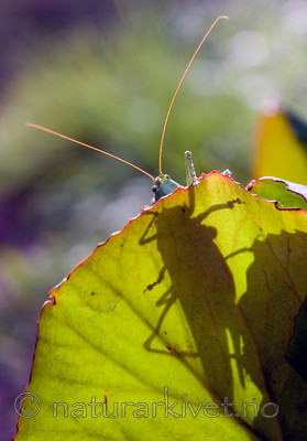 BB 10 0271 / Tettigonia viridissima / Grønn løvgresshoppe
